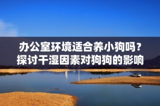 办公室环境适合养小狗吗？探讨干湿因素对狗狗的影响