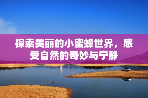 探索美丽的小蜜蜂世界，感受自然的奇妙与宁静